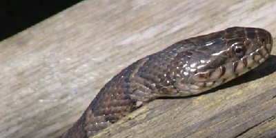 Albany snake
